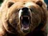 Ingrijorati de numarul mare de atacuri
ale ursilor asupra oamenilor din vara
asta, Ministerul Apelor si Padurilor din
Alberta, Canada, a publicat un mesaj de
avertizare catre turistii montani in
care ...